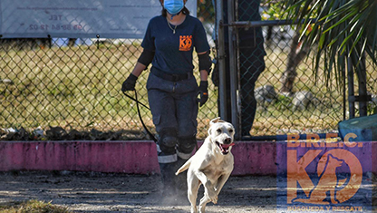 EL BINOMIO HUMANO-ANIMAL DE RESCATE: UN BENEFICIO PERMANENTE PARA LOS MEXICANOS