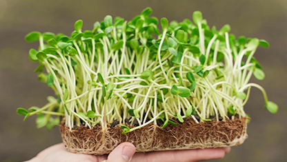 Microverde de girasol, alimento vivo para la vida